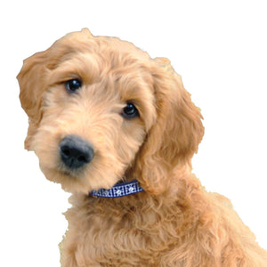 Dog Collars & Leads - Pets Everywear - Barkyard