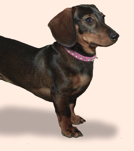 Pink Leather Spiked Dog Collar Pink - Pets Everywear - Barkyard