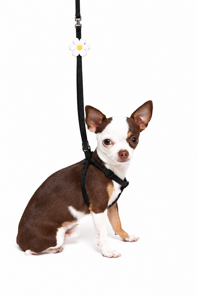 Li'l Pals Harness and Lead Combo