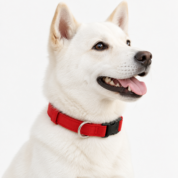 Plush Nano-Suede Dog Collars