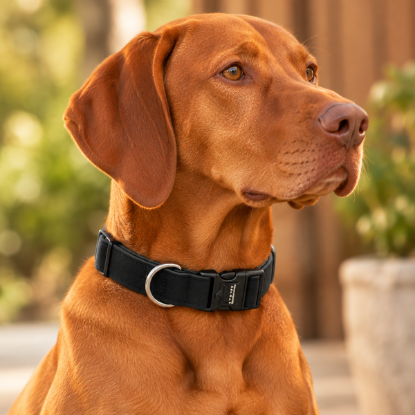 Plush Nano-Suede Dog Collars