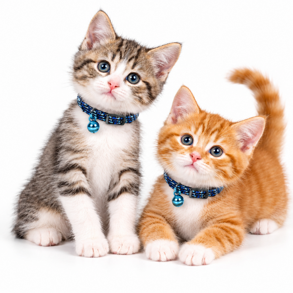 7721LBL on two kittens