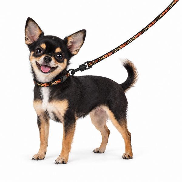 A small black and tan Chihuahua dog wearing a black, orange, and white flame patterned leash collar, standing on a solid white background.