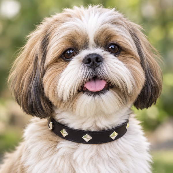 Black Leather Metal Diamond Shape Studs Dog Collar