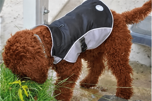 Dog Raincoat