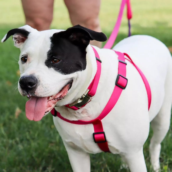 Dog wearing a Pets Everywear pink harness on a grassy background