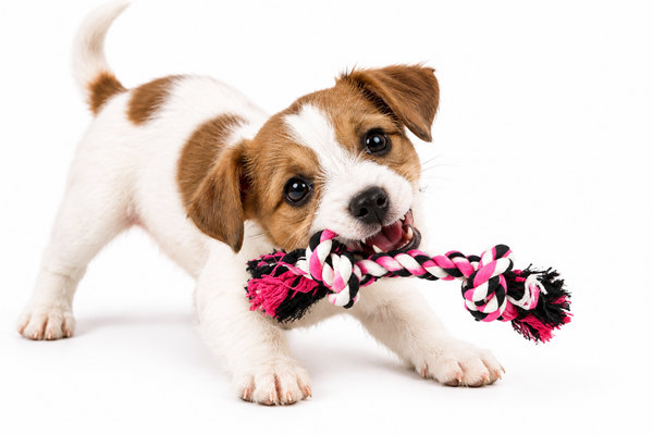Mini Toy Dog Flossy Chew Tug Toy - 12cm