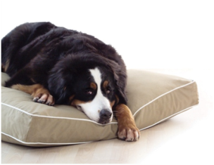 DGS Beige Rectangle Dog Beds with Innovative Nano Protection fabric finish