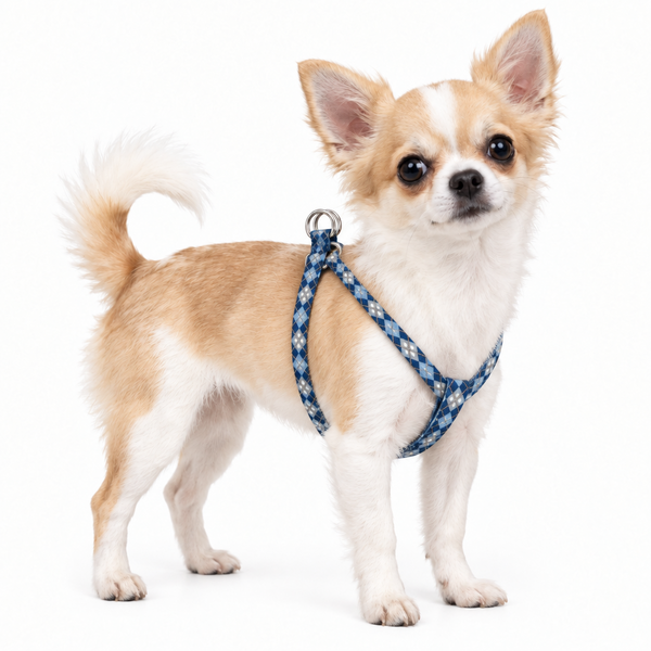 A small tan and white Chihuahua dog wearing a blue patterned harness with a silver metal ring, standing on a solid white background.
