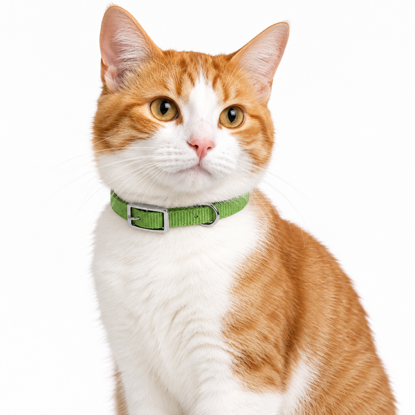 Coastal Palm Green Cat collar with safety Loop on Cat
