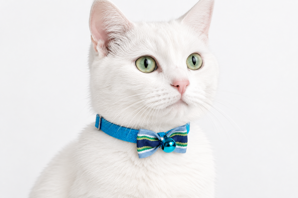 Sassy Pretty Blue Bow with bell. - Pets Everywear 
