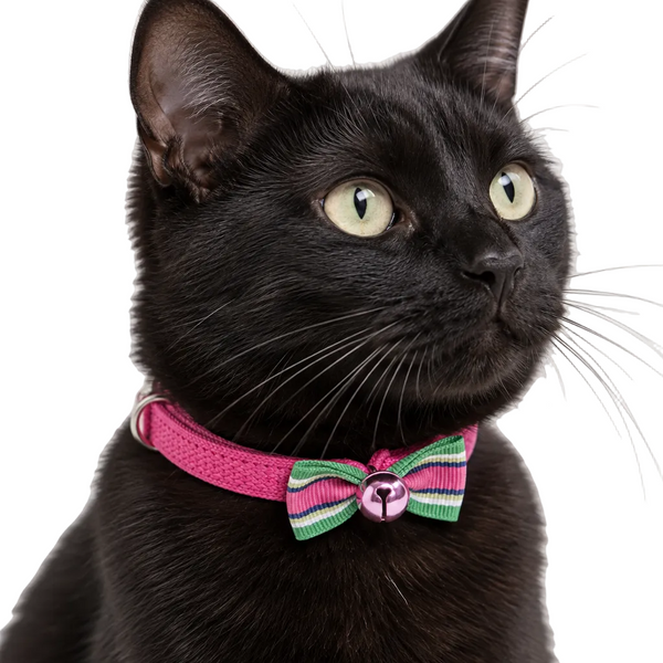 A close-up of a black cat wearing a bright pink collar with a striped green and pink bow tie and a small bell, photographed against a clean light gray background.