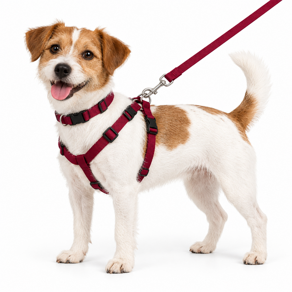 coastal-new-earth-soy-15mm-medium-small-cranberry collar, harness and lead on a small dog