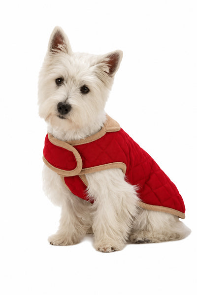 A small white dog wearing a quilted red dog jacket with tan trim, shown against a white studio background. 