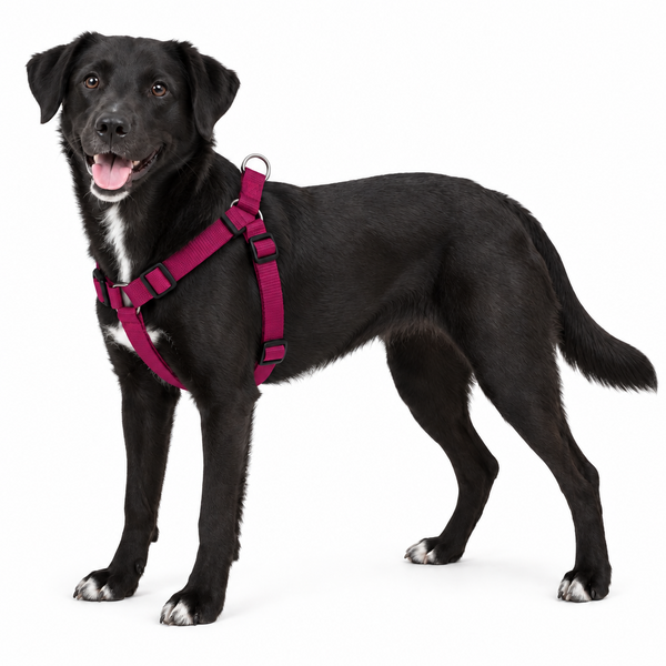 Coastal Comfort Wrap Adjustable Dog Harness (USA Made)