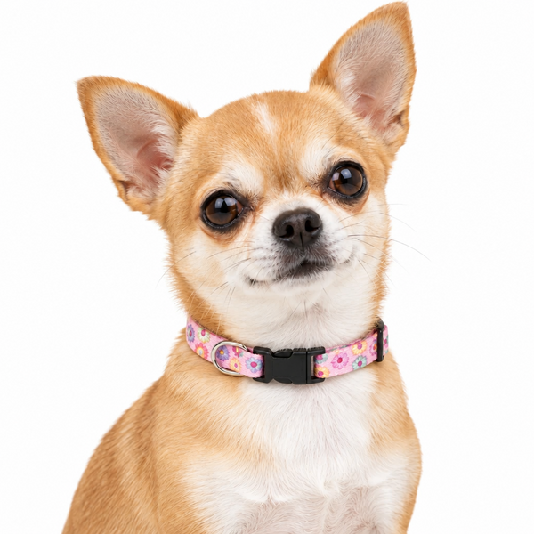 A close-up of a small tan and white Chihuahua wearing a pink floral patterned collar with a black buckle, set against a solid white background.