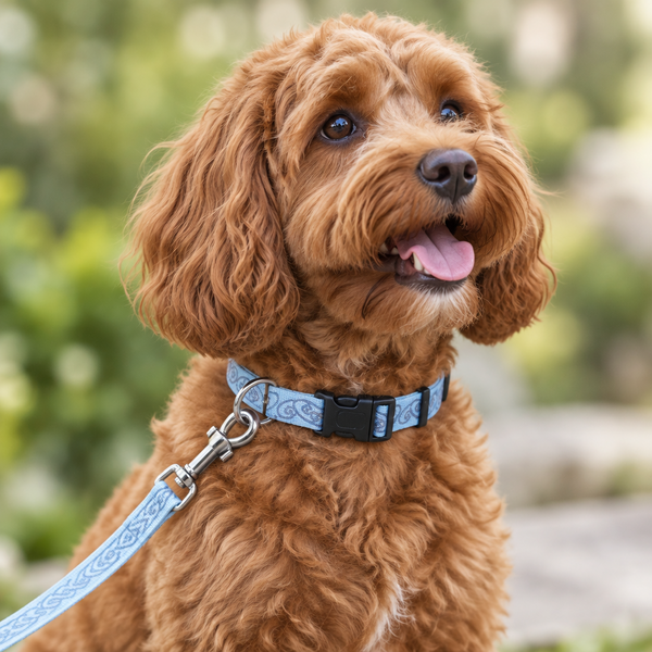 Reflective Lazer-Brite Dog Collars