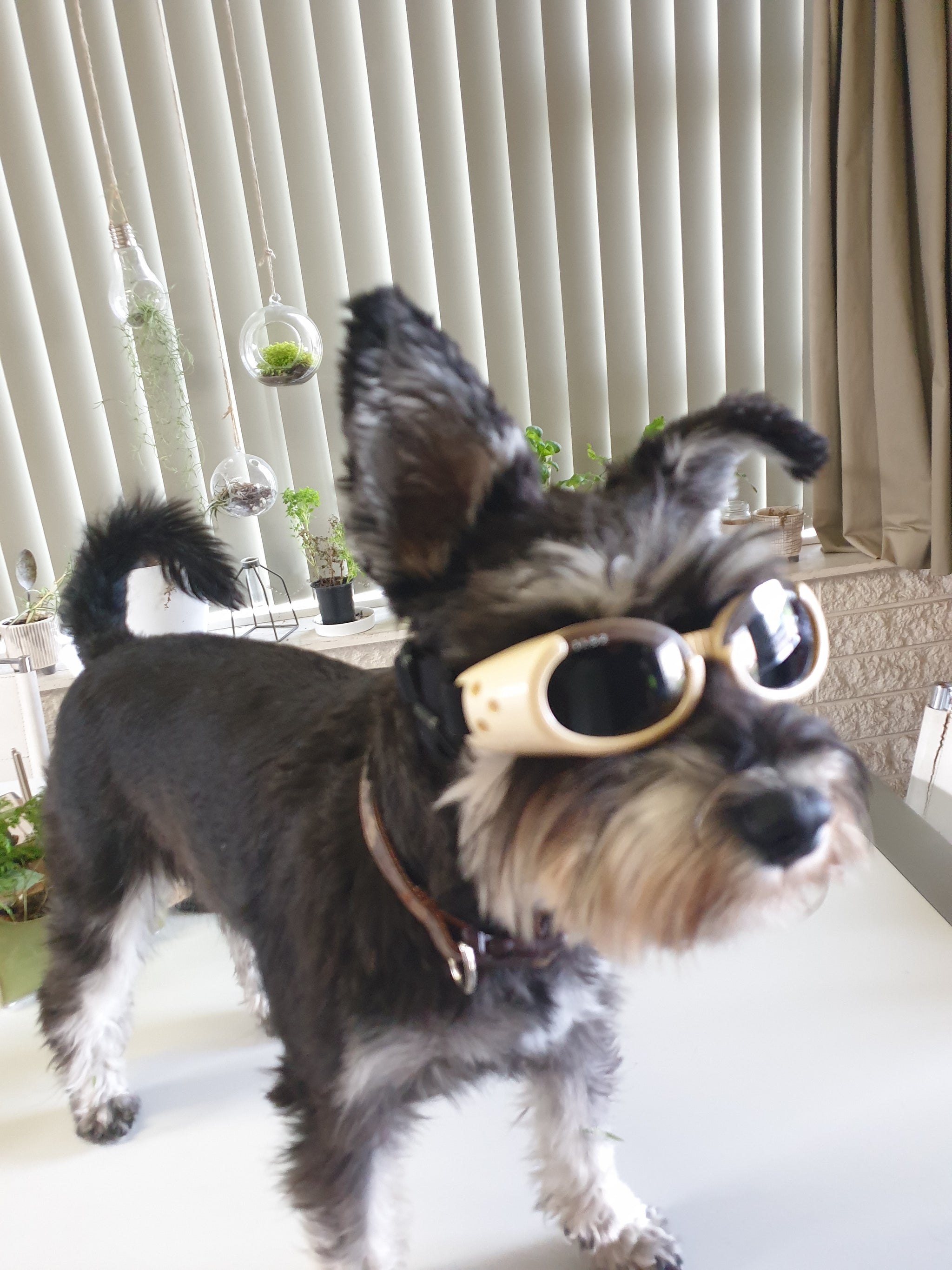 Dog goggles nz top