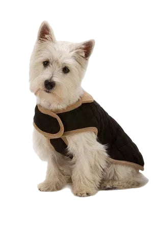 A small white dog wearing a quilted black dog jacket with tan trim, shown against a light gray studio background. 