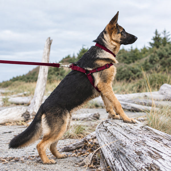 Dog in Soy Harness with a matching Lead. 