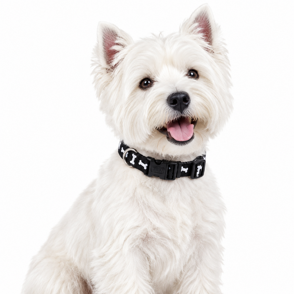 Pet Attire Black Bones Dog Collars on Westie