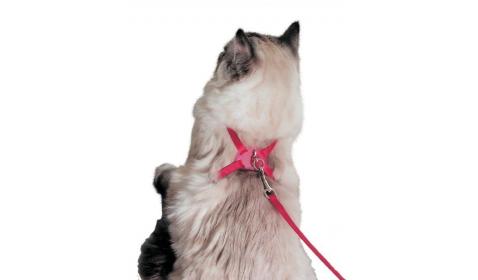 Figure 8 Cat Walking Harness