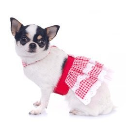 Katelyn Dog Sundress Red Gingham - Pets Everywear - Barkyard