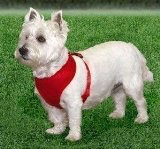 Red Coastal Dog Harnesses Comfort Soft Mesh - Pets Everywear - Barkyard