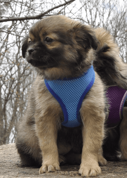 Coastal Dog Harness - Comfort Soft Mesh Blue Lagoon - Pets Everywear - Barkyard