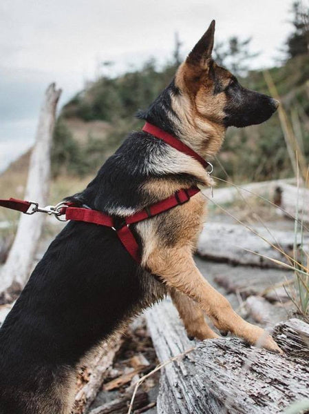 Coastal Dog Harness New Earth® Soy - Cranberry