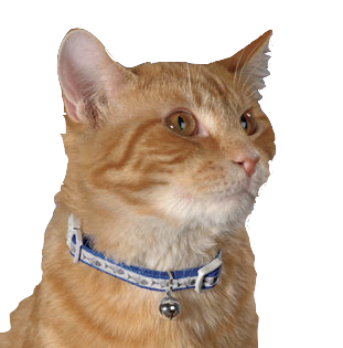 Reflective Lazer Brite Cat Collars - Pets Everywear - Barkyard